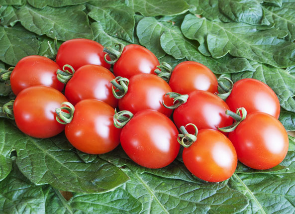 Kirschtomate ‘Trixi’