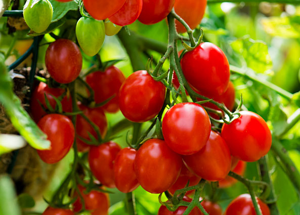 Tomate ‘Romello’ F1