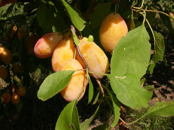 Zwetsche ‘Tipala’