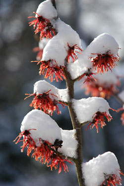 Zaubernuss im Winter