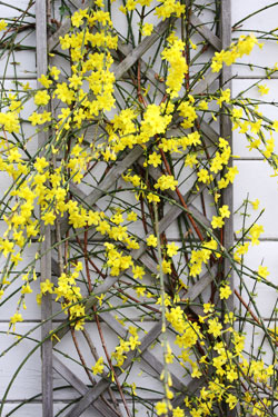 Winterjasmin