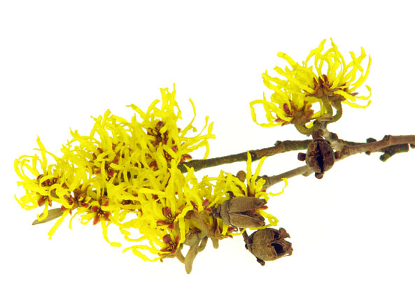 Hamamelis
