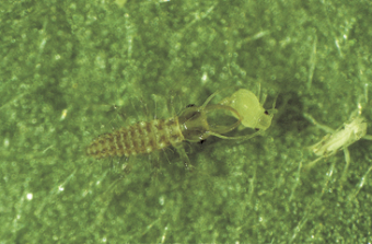 Florfliegenlarven
