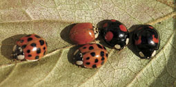 Asiatischer Marienkäfer