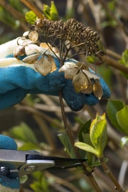 Verwelkten Blüte schneiden