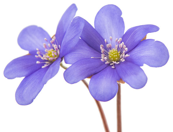 Leberblümchen