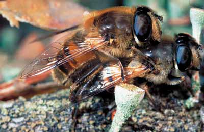 Paarung von Schwebfliegen
