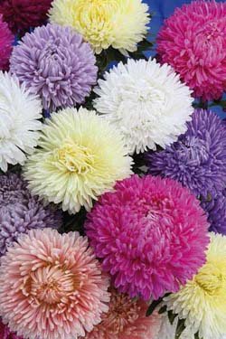 Sommeraster ‘Lady Coral Mix’