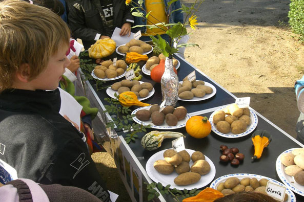Kartoffelprojekt
