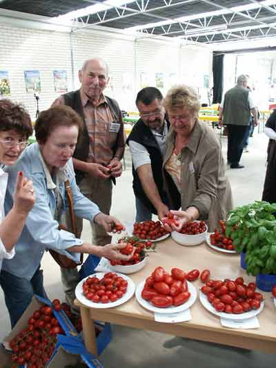 Tomatenvielfalt