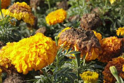 Studentenblumen