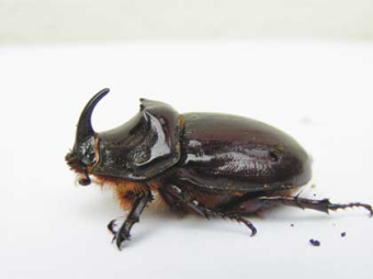 Männlicher Nashornkäfer