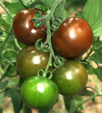 Tomate ‘Sacher’