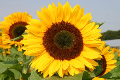 Sonnenblumen