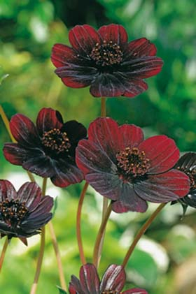 Schokoladenblume ‘Chocolate’