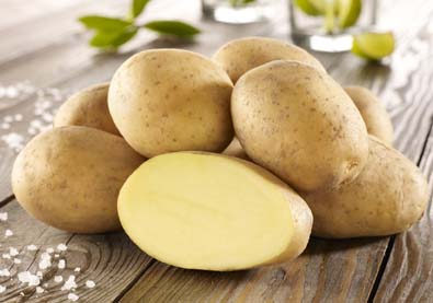 Kartoffelsorte ‘Solist’
