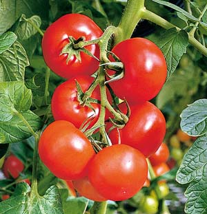 Tomate ‘Phantasia’