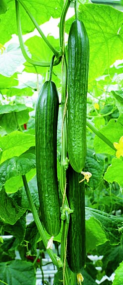 Schlangengurke ‘Domenica’