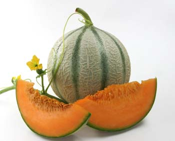 Charentais-Melone ‘Orange Beauty’