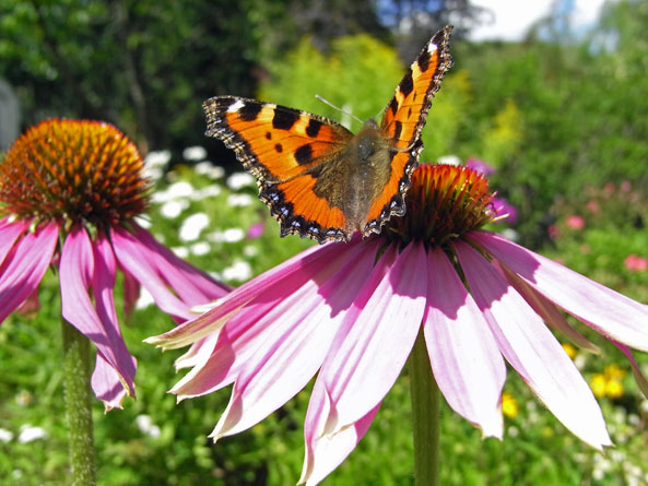 Schmetterling Kleiner Fuchs