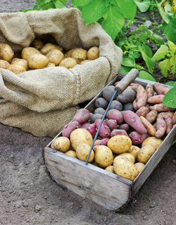 Kartoffelsorten