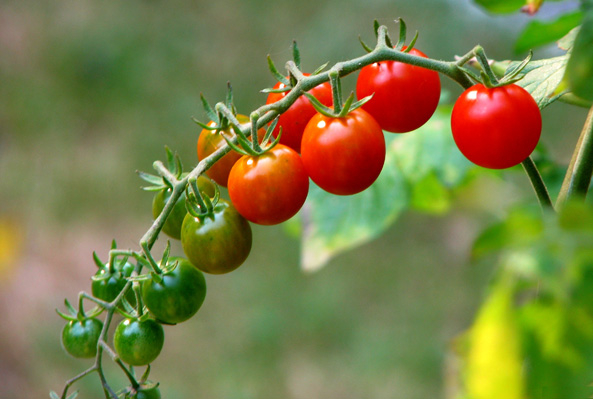 Wildtomaten