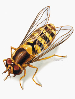 Große Schwebfliege