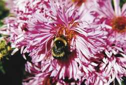 Hummel - Blütenbestäuber
