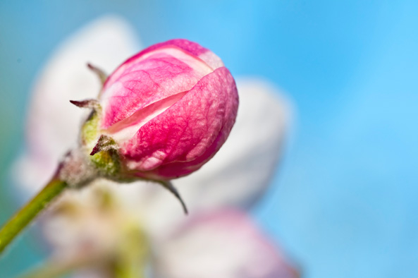 Obstgarten - Knospe