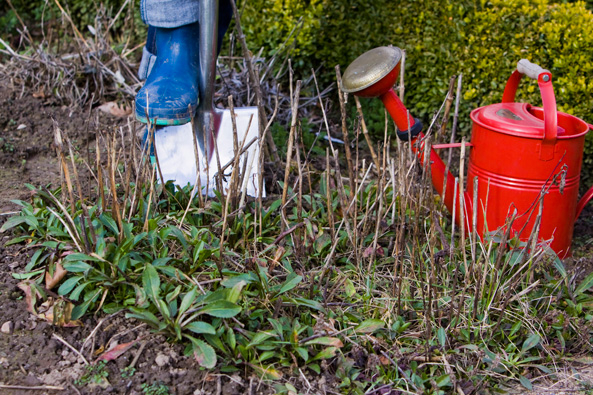 Ziergarten - Stauden mit Spaten zerteilen