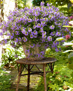 Blaue Fächerblume