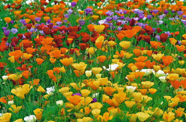 Kalifornische Kappenmohn