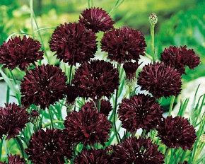 Kornblumen