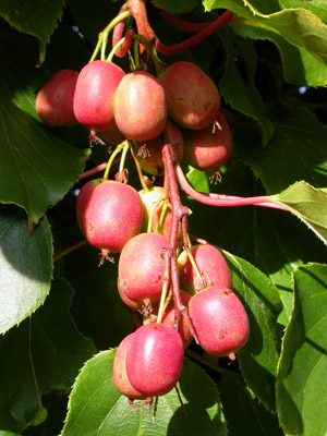 Obstgarten