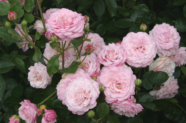 ‘Rosenfaszination®’