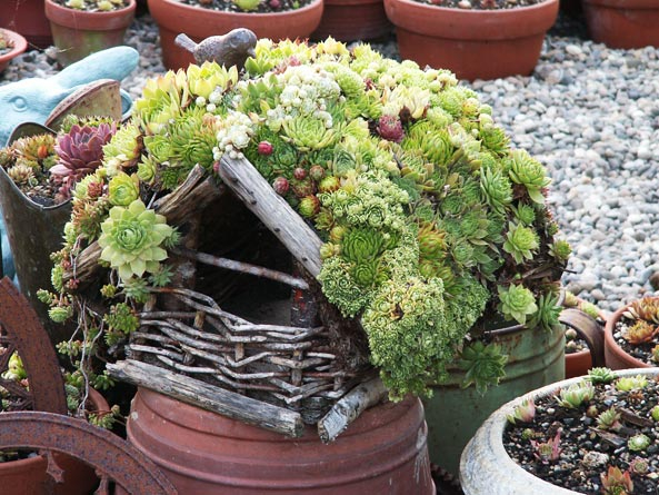 Dachbegrünung auf einem VogelhausDachbegrünung auf einem Vogelhaus