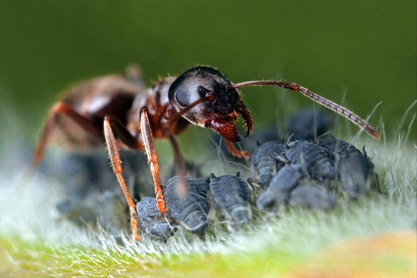 Ameisen nutzen Blattläuse als Zapfanlagen