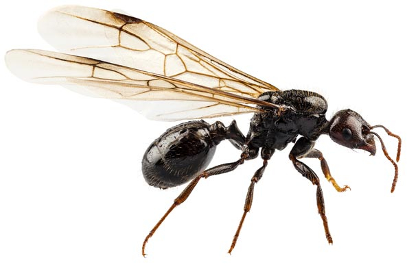 Geflügeltes Männchen