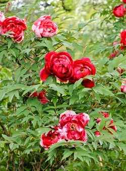 Zweijährige Sommerblumen