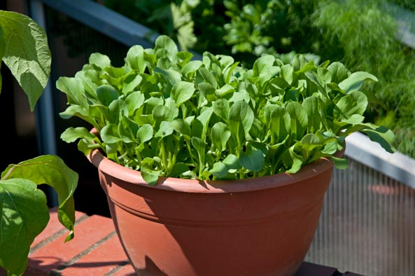 Pak Choi