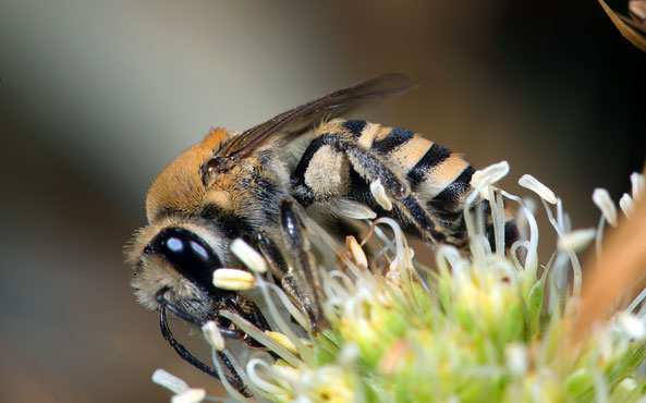Bedrohte Wildbienen