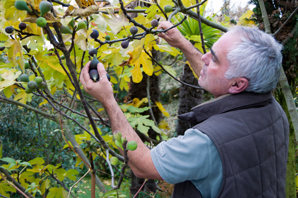 Feige (Ficus carica)