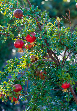 Granatapfel