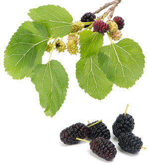 Schwarzer Maulbeerbaum