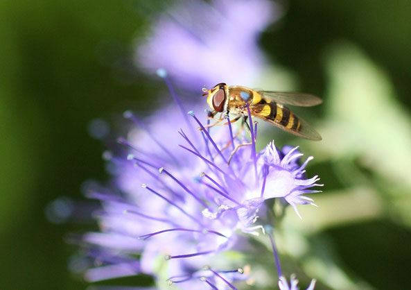 Schwebfliege auf einer Bartblume