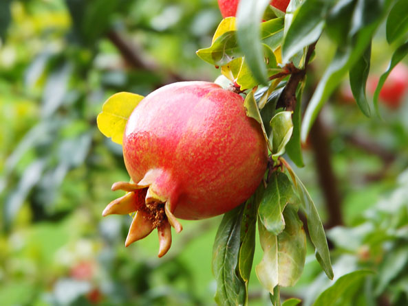 granatapfel_1