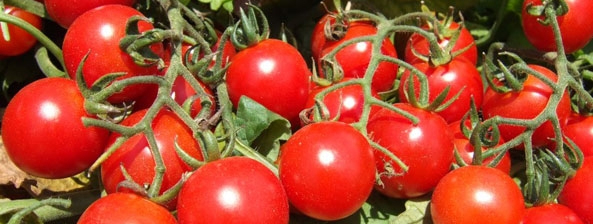 Im Fokus - Tomaten