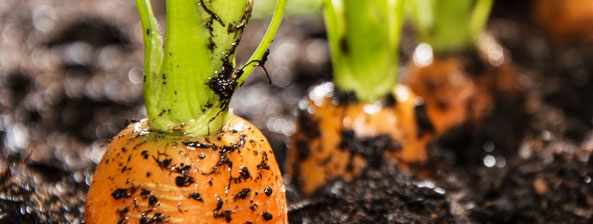 Naturnahes Gärtnern: der Boden