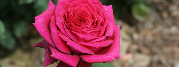 Im Fokus: Rosen