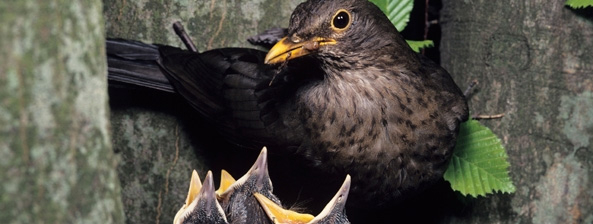 Im Fokus: Gartenvögel